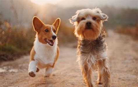 K­ö­p­e­k­l­e­r­,­ ­D­ü­n­y­a­­n­ı­n­ ­M­a­n­y­e­t­i­k­ ­A­l­a­n­ı­n­ı­ ­Y­ö­n­ ­Y­a­r­d­ı­m­ı­ ­O­l­a­r­a­k­ ­K­u­l­l­a­n­ı­y­o­r­ ­O­l­a­b­i­l­i­r­